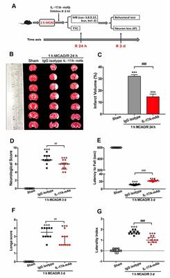 IL-17A Neutralization Improves the Neurological Outcome of Mice With Ischemic Stroke and Inhibits Caspase-12-Dependent Apoptosis